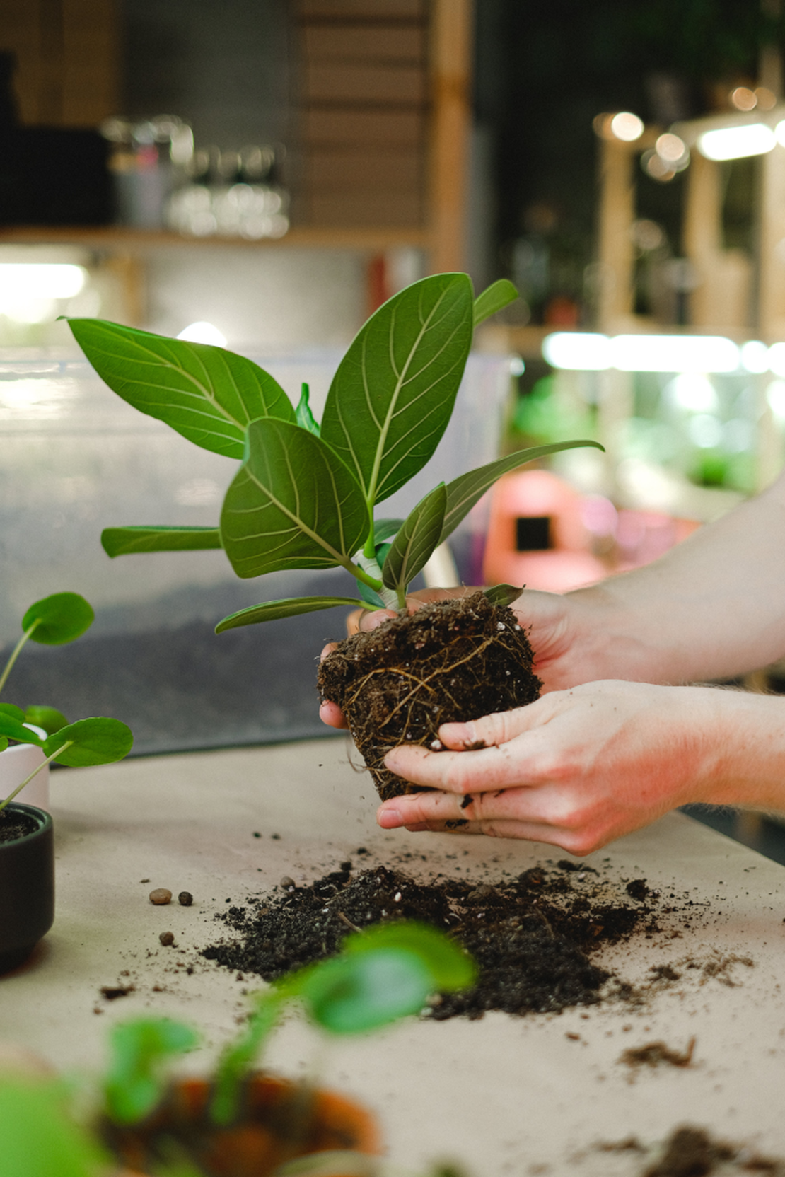 Image of a person picking up a plant with soil